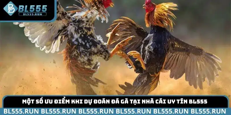 Một số ưu điểm khi dự đoán Đá Gà tại nhà cái uy tín BL555 